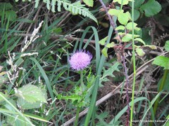 Cirsium filipendulum