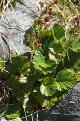 Geum cockaynei