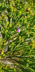 Lavoisiera