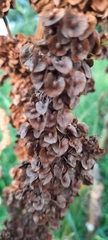 Rumex confertus