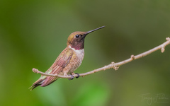 Archilochus colubris × alexandri