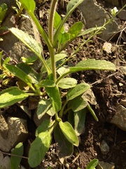 Veronica porphyriana