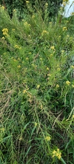 Sisymbrium loeselii