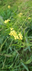 Sisymbrium loeselii