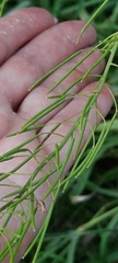 Sisymbrium loeselii