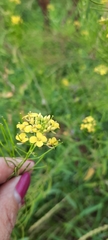 Sisymbrium loeselii