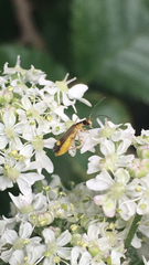 Malthinus seriepunctatus