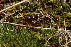 Coprosma atropurpurea