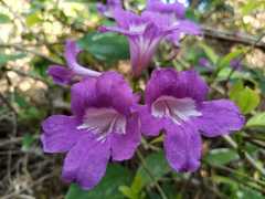 Bignonia
