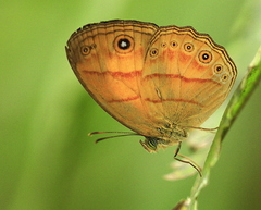 Mycalesis anapita