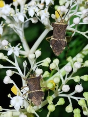 Cletomorpha simulans