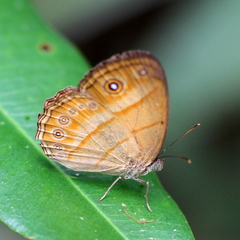 Mycalesis anapita
