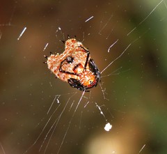 Micrathena clypeata