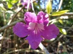 Bignonia