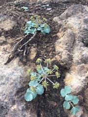 Lomatium repostum