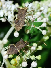 Cletomorpha simulans