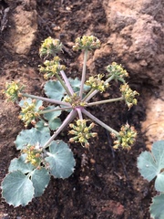 Lomatium repostum