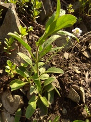 Veronica porphyriana