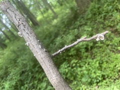 Schizophyllineae