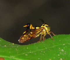 Heteronotus