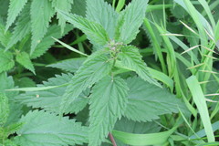 Urtica sondenii