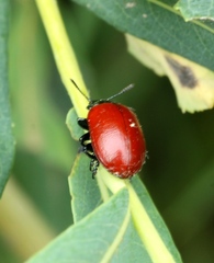 Chrysomela saliceti