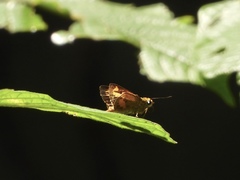Oriens paragola