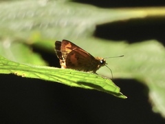 Oriens paragola