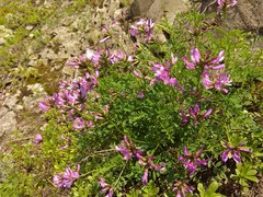 Astragalus ceratoides