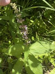 Stachys nuttallii