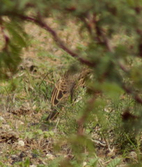 Pinarocorys nigricans