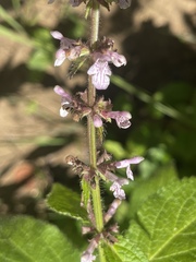Stachys nuttallii