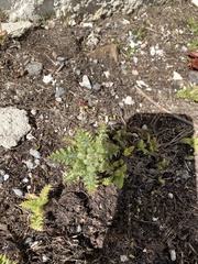 Cirsium spinosissimum