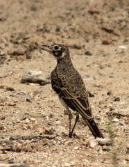 Pinarocorys nigricans
