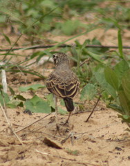 Pinarocorys nigricans