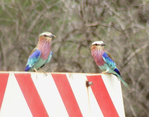 Lilac-breasted Roller