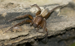 Asthenoctenus borellii