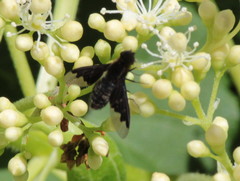 Hemipenthes morioides