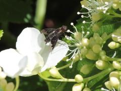 Hemipenthes morioides