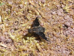 Hemipenthes morioides