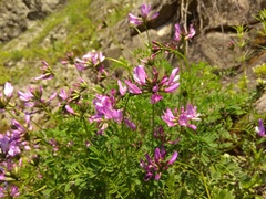 Astragalus ceratoides