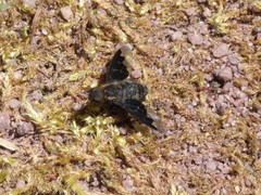 Hemipenthes morioides