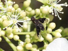 Hemipenthes morioides