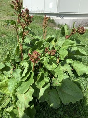 Rumex alpinus