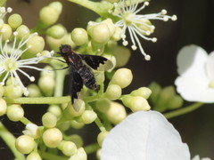 Hemipenthes morioides