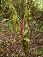 Stelis nexipous