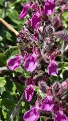 Teucrium chamaedrys