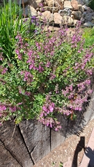 Teucrium chamaedrys