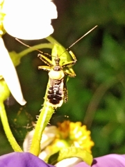 Biasticus flavus