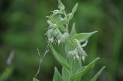 Lithospermum parviflorum